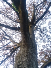 Phellinus
