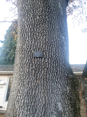 Phellinus