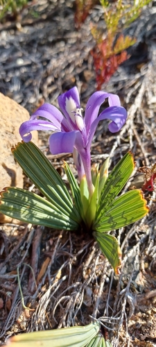 Arid Chompleaf Bobbejaantjie (Babiana cuneata)