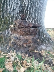 Phellinus
