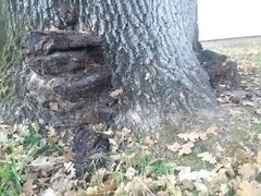 Phellinus