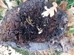 Phellinus
