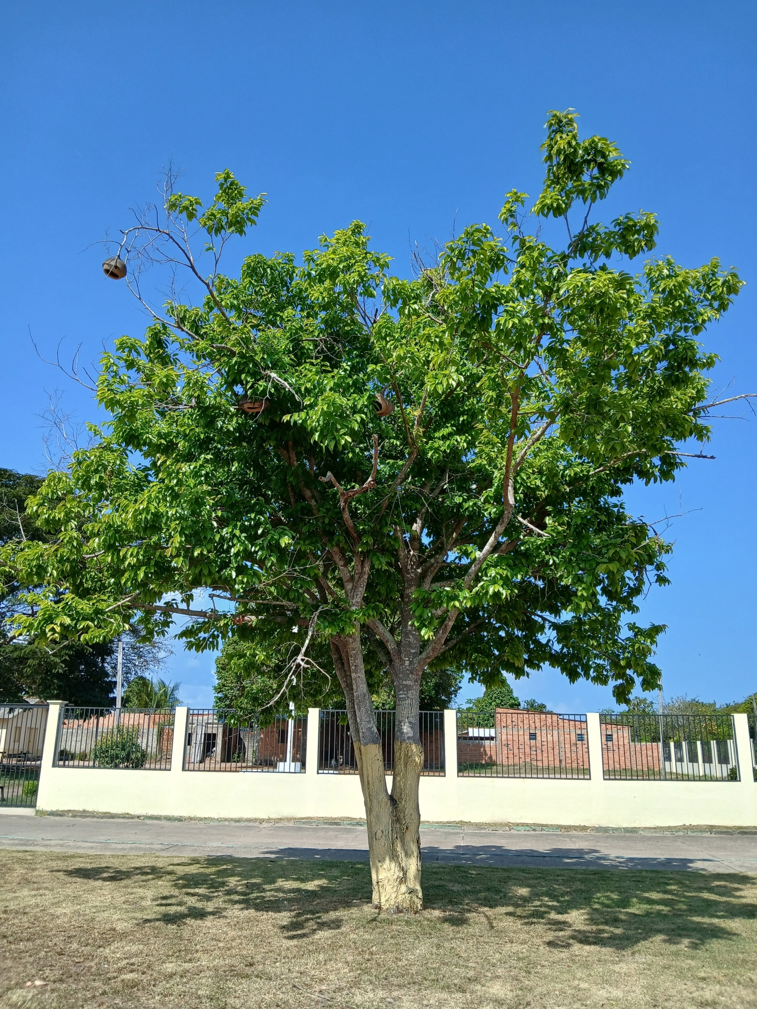 Lecythis pisonis