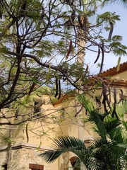 Fabaceae