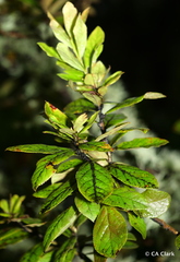 Vaccinium calycinum