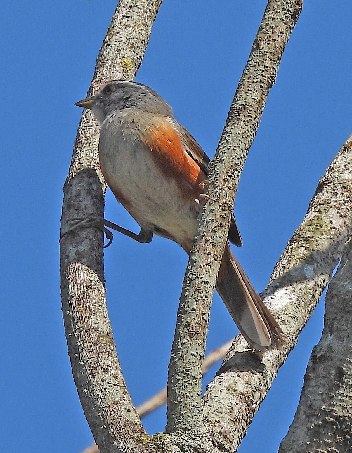 Grey-throated Warbling Finch (Microspingus cabanisi), photo 9