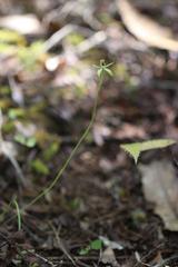 Caladenia atradenia
