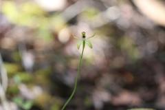 Caladenia atradenia