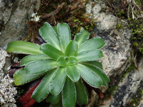 Saffron-flowered Saxifrage (Saxifraga mutata)