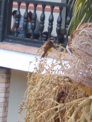 Pitangus sulphuratus