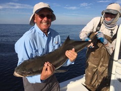 Rachycentron canadum