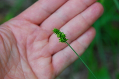 Carex cephaloidea