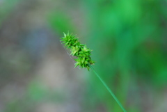 Carex cephaloidea