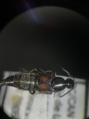 Philonthus cruentatus