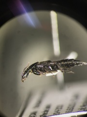 Philonthus cruentatus