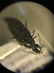 Philonthus cruentatus