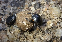 Paragymnopleurus melanarius