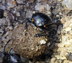 Paragymnopleurus melanarius