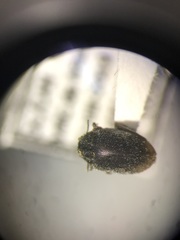 Arctobyrrhus subcanus