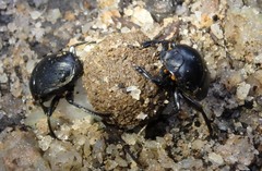 Paragymnopleurus melanarius