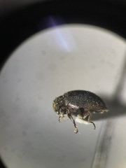 Arctobyrrhus subcanus