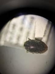 Arctobyrrhus subcanus