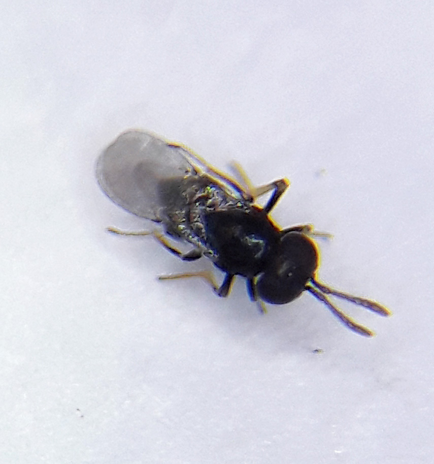 Ooencyrtus nezarae