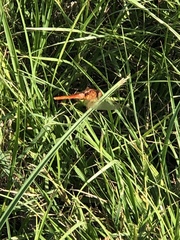 Crocothemis servilia