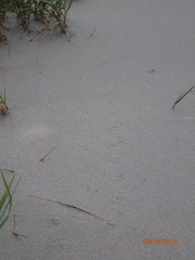 Malaclemys terrapin centrata