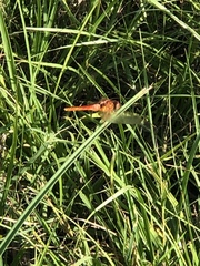 Crocothemis servilia