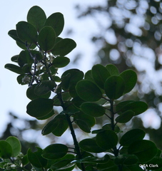 Ilex anomala