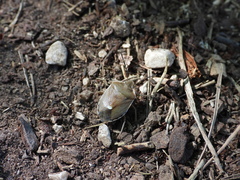 Chlorochroa pinicola