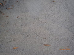 Malaclemys terrapin centrata