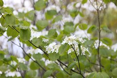 Viburnum furcatum