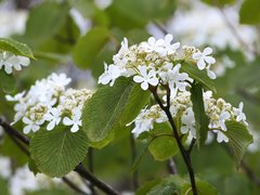 Viburnum furcatum