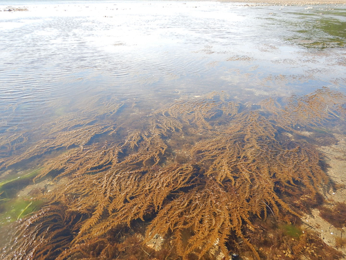 Sargassum thunbergii observed 2023-06-24