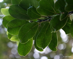 Ilex anomala