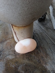 Malaclemys terrapin centrata