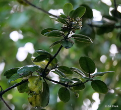 Ilex anomala