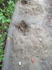 Malaclemys terrapin centrata