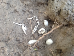 Malaclemys terrapin centrata