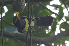 Trachyphonus purpuratus