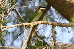 Merops superciliosus