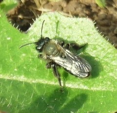 Andrena nigrocaerulea