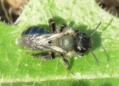 Andrena nigrocaerulea