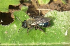 Andrena nigrocaerulea