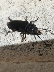 Mallodon dasystomus