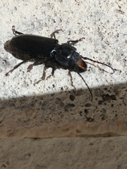 Mallodon dasystomus