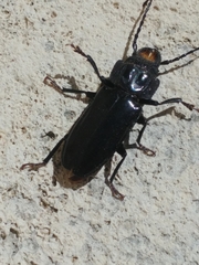 Mallodon dasystomus