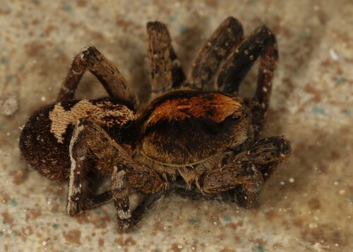 Photo of Ornate Tropical Wandering Spider (Ctenus ornatus)